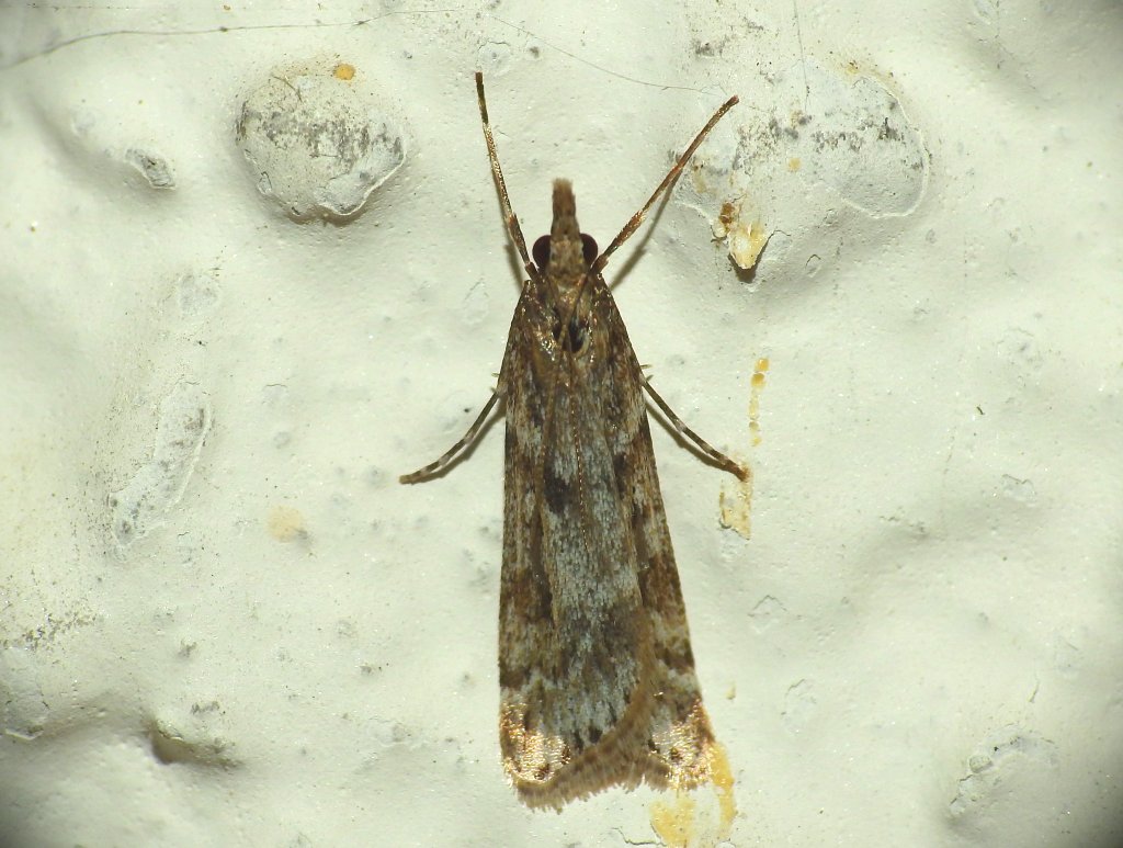 Scoparia ambigualis? No, Eudonia angustea - Crambidae